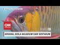 Arwana, Idola Akuarium dari Sentarum | Insight with Desi Anwar Arwana, Idola Akuarium dari Sentarum | Insight with Desi Anwar