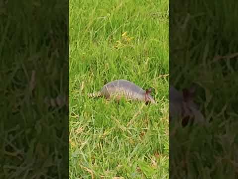 tatu no pasto cerejeiras Rondonia