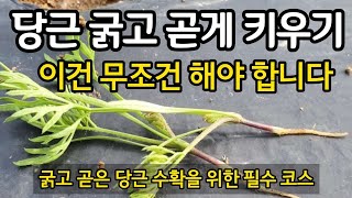 당근 솎음 이렇게 하세요. 1,2차 솎음 원칙 총정리 ~ 굵고 곧은 당근 수확을 위한 필수 코스
