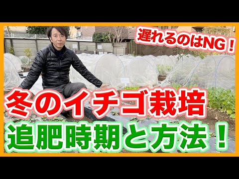 イチゴの肥料を与える時期 春 秋