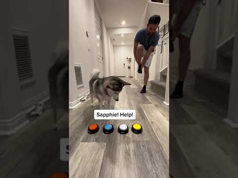 Sapphie the pomsky as a doctor