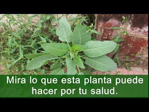 Benefits and properties of PALÁN PALÁN