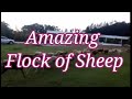 Amazing Flock Of Sheep