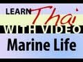 Learn Thai with Video - Marine Life