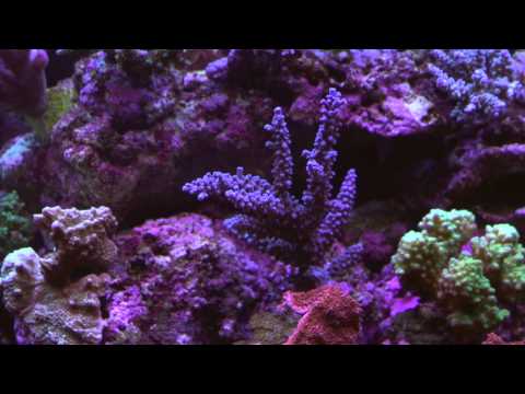 RED SEA REEFER 450 - SHARDYS REEF TANK UPDATE