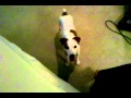 Ernie Trying To Jump On The Bed