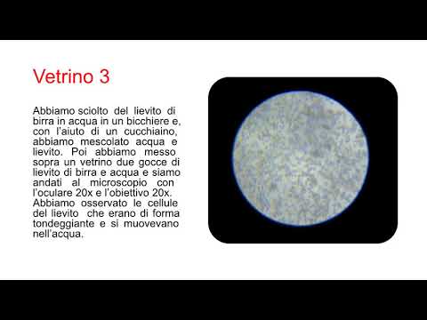 Il mondo al microscopio