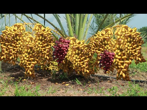 , title : 'Agriculture Technology  -  How to Grow and Care Date Palm Trees