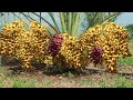 Agriculture Technology  -  How to Grow and Care Date Palm Trees