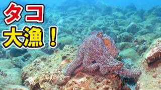 タコが漁礁に大集合！遂にマダコのプロポーズから繁殖までの撮影に大成功！