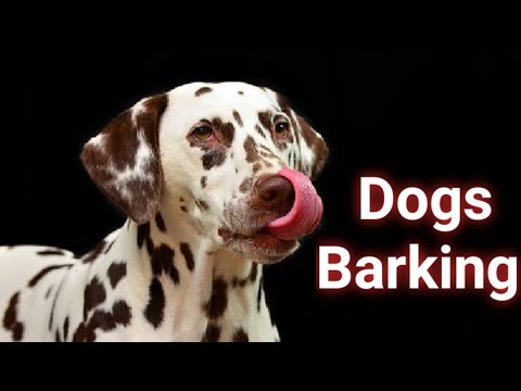 Download Dog barking sound mp3 free and mp4 Download Dog barking sound mp3 free and mp4