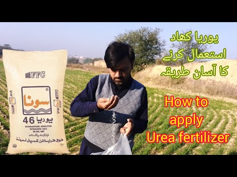 , title : 'Best Way To Use Fertilizer| How to apply urea fertilizer  #ureafertilizer'