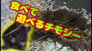 ファンシーラットにチモシーのおもちゃを作ってみたんだけど、不思議な反応だった・・・。