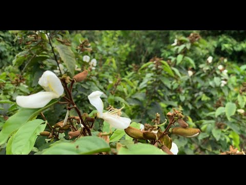 Baphia nitida Plant Video Nature Free Stock Video  Free for use & download