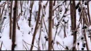 Rick Wakeman Reflections of a Winter's Day