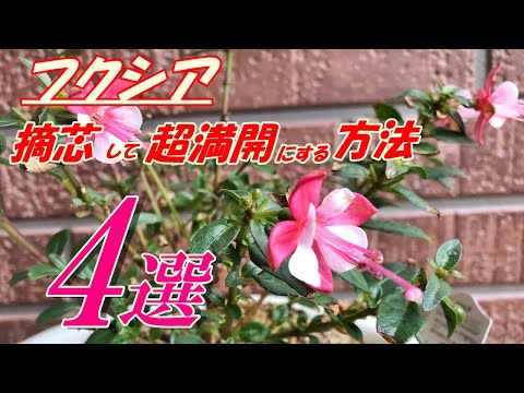 フクシアのサイズは 15 センチメートルに切り取られ、損傷した死んだ部分はきれいになり、秋になります。