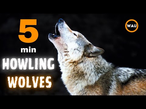 5 minutes of WOLF HOWLING
