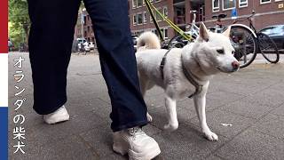 親戚のお姉さん（妹）と脚側歩行練習｜ 柴犬柿丸・オランダ散歩と環境音