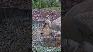 Mom Storks threw the youngest chick out of the nest #whitestork #Storks #storknest #shorts #birds