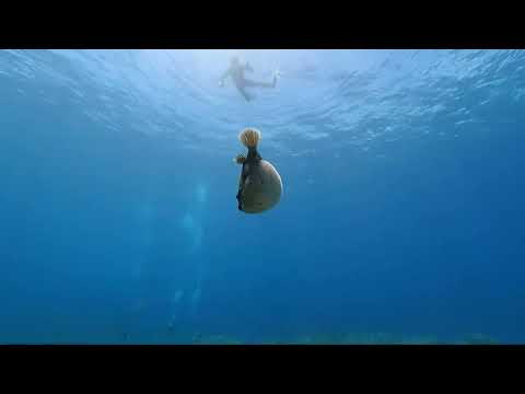 コクテンフグパンパン！慶良間諸島