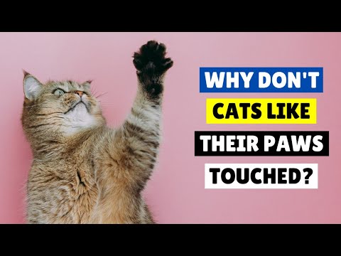 WHY You Should Stop Touching Your CATS PAWS 🐾🙀 TOP 3 REASONS