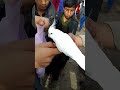 Cockatiels Is Best Parrot For Home As A birds//Birds Market .. #cockatiel #shorts #birdsmarket