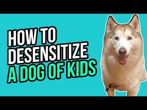HOW TO DESENSITIZE A DOG OF KIDS