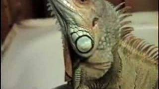 Godzilla gets a bath and breaks the mirror