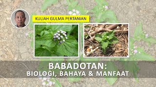 Download lagu Babadotan: Biology, Dangers and Benefits #college #weeds mp3 Download lagu Babadotan: Biology, Dangers and Benefits #college #weeds mp3