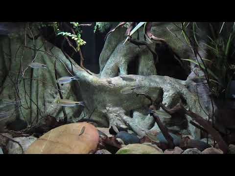 546 Liter West-Afrika Aquarium mit Brycinus longipinnis