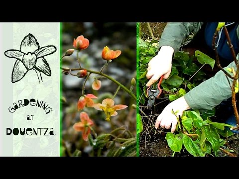 download lagu mp3 mp4 Epimedium Shade, download lagu Epimedium Shade gratis, unduh video klip Epimedium Shade