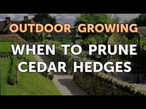 Will Salt or Vinegar Kill Bamboo