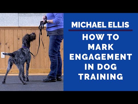 How to Mark Engagement in Dog Training