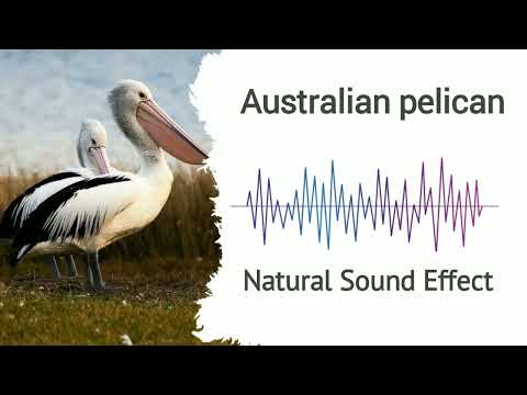 Australia pelican | Natural Sound Effects