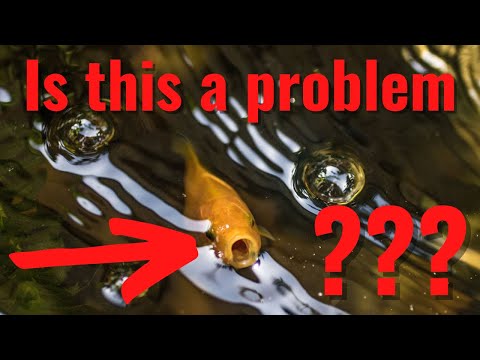 Why is my Goldfish gasping at the Surface? 3 REASONS WITH SOLUTIONS