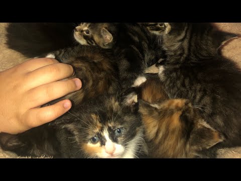 Sister cats nursing each other’s kittens 💜💜