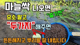 마늘싹이 나오면 요소말고 이것 해주면 벌레도 사라지고 냉해 없이 튼튼하게 뿌리를 내려요 마늘싹나올때 해야할일…