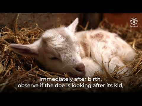Goat: Breeding and kid management