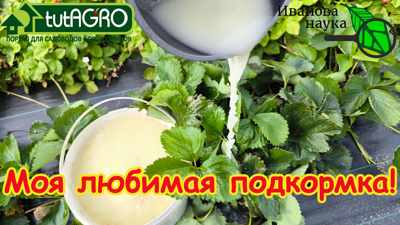 🍓 Клубника завалит урожаем! Ни гнили, ни слизней! ❌Чем подкормить клубнику ?