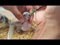 How To Hand feed Baby Parrots | Senegal Parrot| NutriBird |