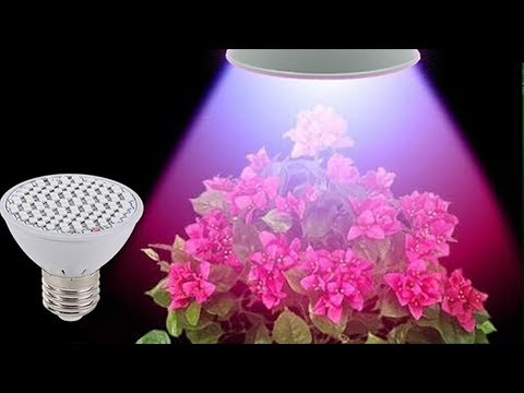 Искусственное освещение для комнатных растений. Ошибки цветоводов.