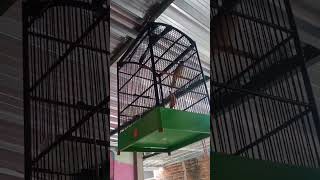 Download lagu cucak jenggot Jawa betina #shorts mp3