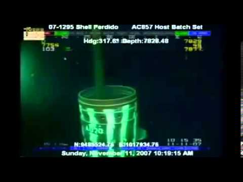 Alien invader  No, the 26ft long Mangapinna SQUID discovered