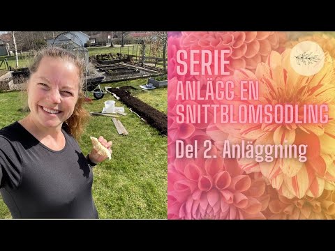 Nya rabatter i gräsmattan, utan att gräva - DEL 2 SERIE: Anlägg en snittblomsodling 🌸