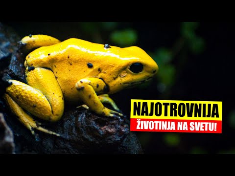 Ova Žaba Vas Može Ubiti Ako Je Dotaknete!