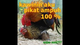 Download lagu Suara Pikat Ayam Hutan Betina Minta KAWIN 100% ampuh mp3