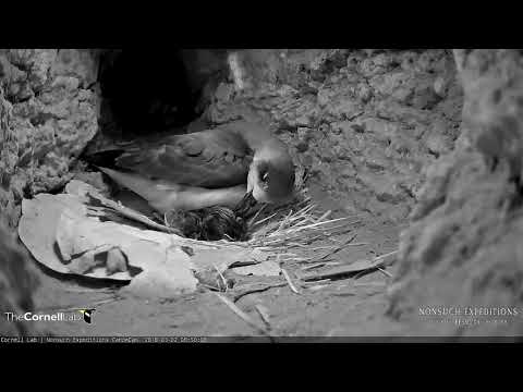 First Look: Cahow Chick Hatches In The Nesting Burrow! – Mar 2, 2018