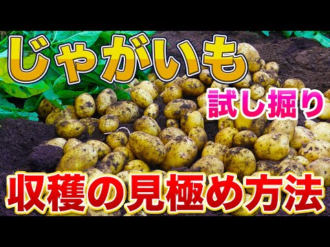 ジャガイモを収穫する 植える 灌漑する 施肥する 夏の間ずっと飼料を栽培する