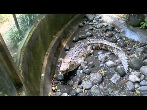 Little lunch for crocodile in the Bali Reptile park.