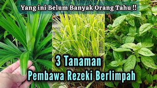 Download lagu Plant Now: 3 Plants That Will Bring Abundant Fortune mp3